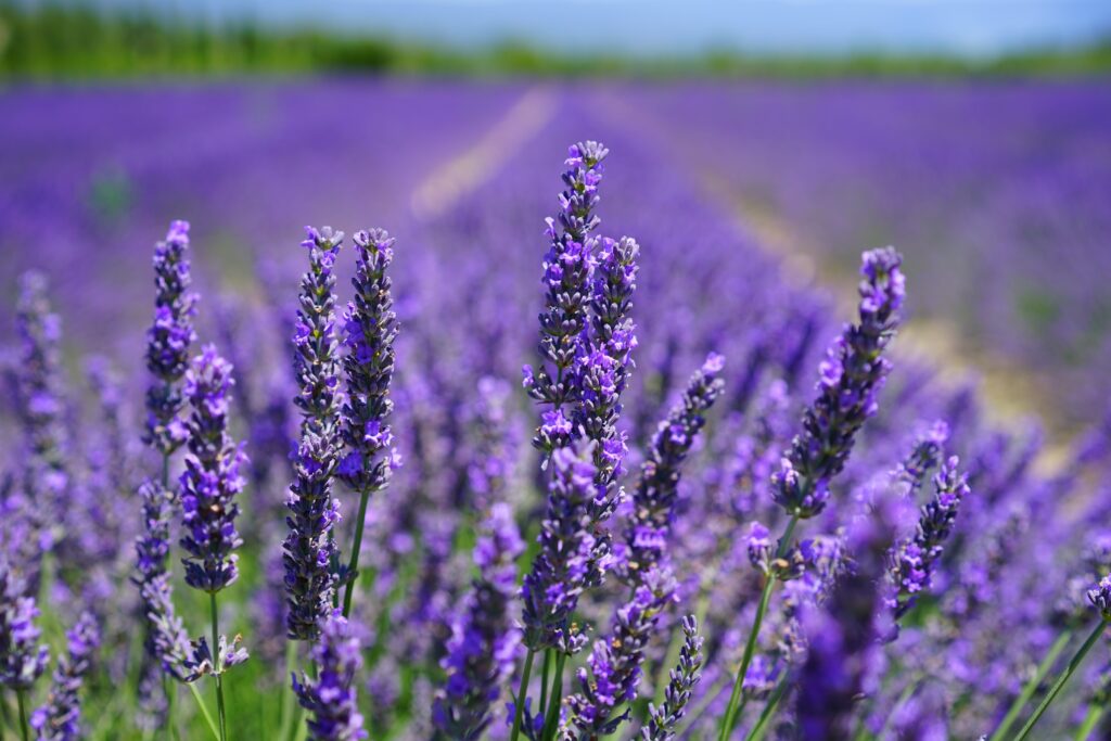 Lavender - a great drought-resistant plant!